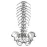 Spine