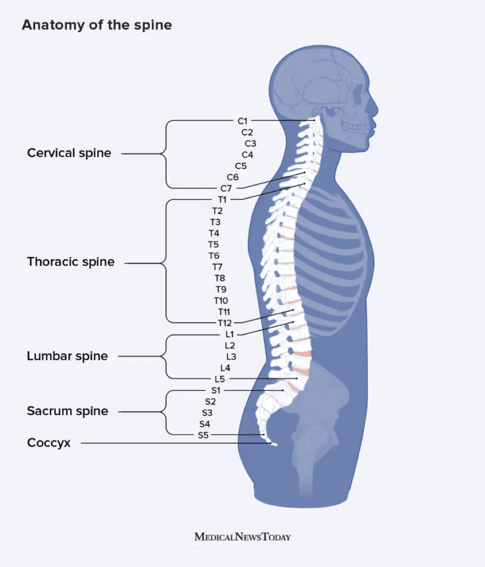 Spine & Neural Pathways